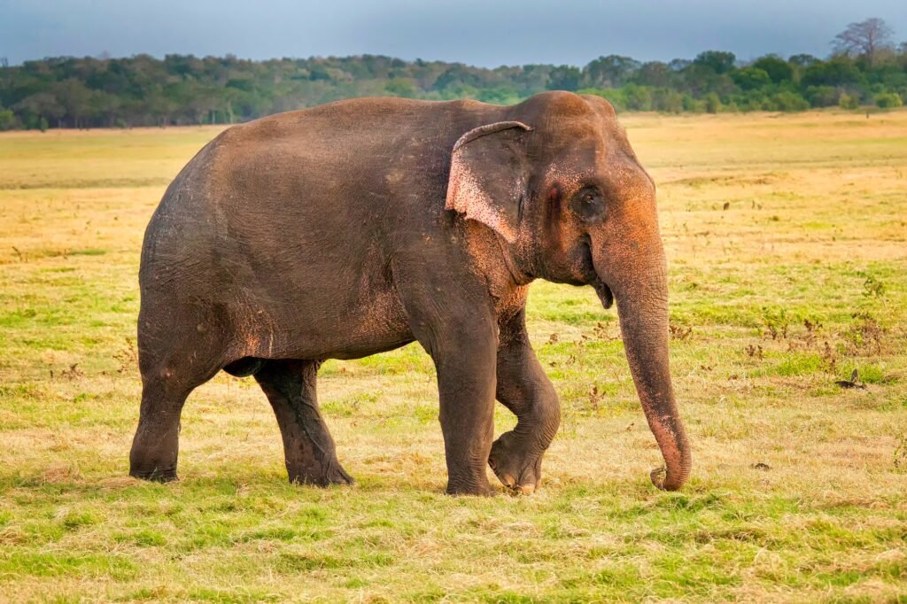 Sri Lankan Elephant, Minneriya National Park, Sri Lanka